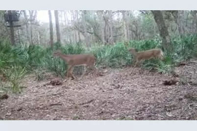 641  Sheppard Rd, Venus, FL 33960 - Photo 6