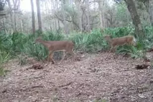 641 Sheppard Rd, Venus, FL 33960 - Photo 6