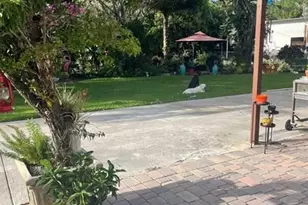 14500 NE 2, Miami, FL 33161 - Photo 46