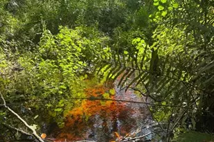 0 Anno St, Tampa, FL 33625 - Photo 22