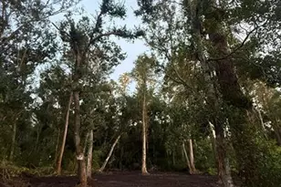 0 Anno St, Tampa, FL 33625 - Photo 18