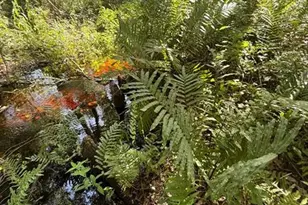 0 Anno St, Tampa, FL 33625 - Photo 10