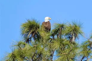 144 Cochise Ct, Palm Coast, FL 32137 - Photo 74