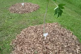 136 SW 85th Ave, Okeechobee, FL 34974 - Photo 44