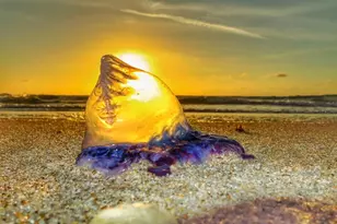 328 N Ocean Blvd, Pompano Beach, FL 33062 - Photo 38