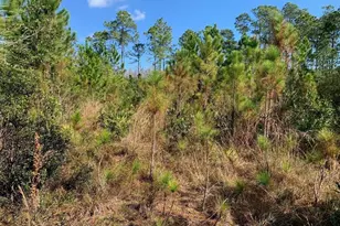 0 Holopaw Groves Rd, Saint Cloud, FL 34772 - Photo 2