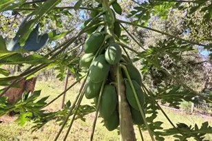 17230 NW 264th St, Okeechobee, FL 34972 - Photo 24