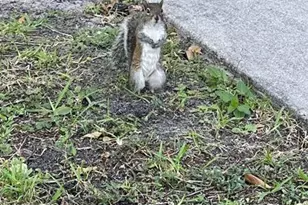 2448 NW 49th Terrace, Coconut Creek, FL 33063 - Photo 26