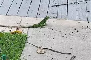 1401 NE 57th Pl, Fort Lauderdale, FL 33334 - Photo 6