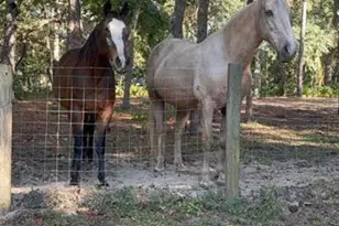 3050 E Possum Ct, Inverness, FL 34452 - Photo 46