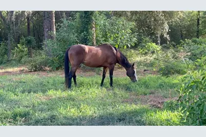 3050 E Possum Ct, Inverness, FL 34452 - Photo 54