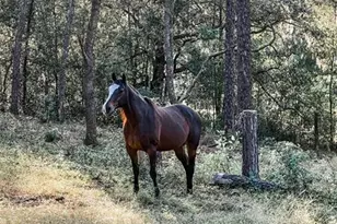 3050 E Possum Ct, Inverness, FL 34452 - Photo 64