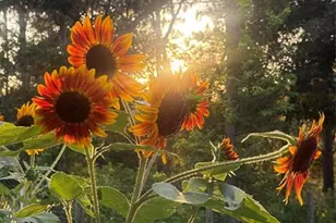 3050 E Possum Ct, Inverness, FL 34452 - Photo 66