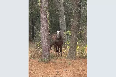 3050 E Possum Ct, Inverness, FL 34452 - Photo 56