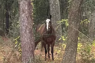 3050 E Possum Ct, Inverness, FL 34452 - Photo 56