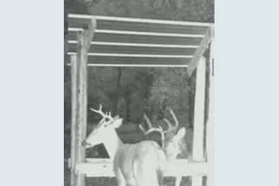 800 SW Applewood Glen, Fort White, FL 32038 - Photo 4