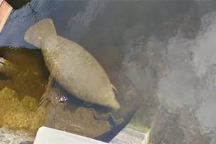 1806 NE 22nd Terrace, Fort Lauderdale, FL 33305 - Photo 42