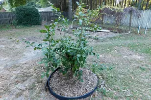 1650 Lady Ln, Baker, FL 32531 - Photo 24