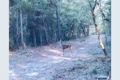 9499 Cornfield Way, Milton, FL 32583 - Photo 4