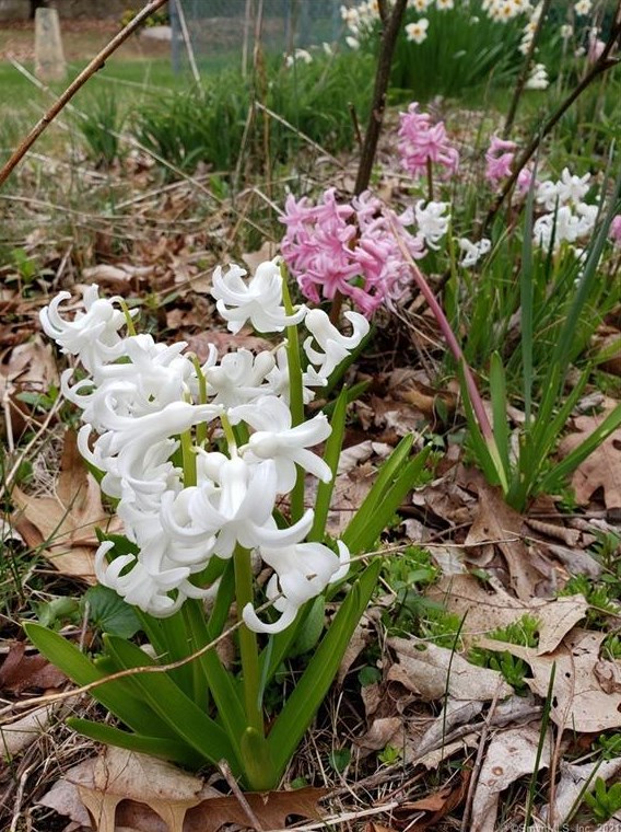 75 Dogwood Ln, Mystic CT  06355-1040 exterior