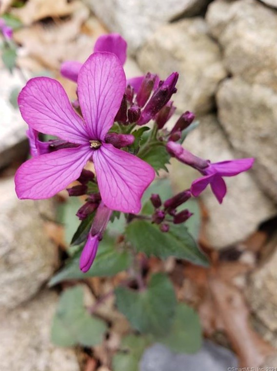 75 Dogwood Ln, Mystic CT  06355-1040 exterior