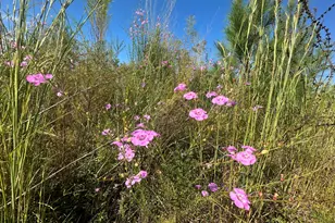 Parcel H Millside Rd, Laurel Hill, FL 32567 - Photo 1