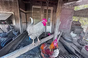 3371 Mathews Ln, Alburtis, PA 18011 - Photo 126