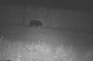 228 Huntington Creek, Sweet Valley, PA 18656 - Photo 98