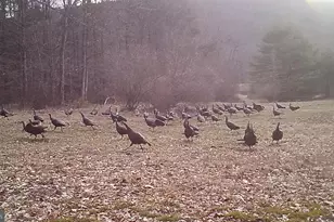 228 Huntington Creek, Sweet Valley, PA 18656 - Photo 120