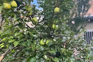 5011 Pentridge St, Philadelphia, PA 19143 - Photo 36