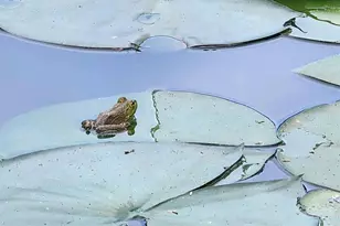 1889 Pond Rd, Buckingham, VA 23921 - Photo 54