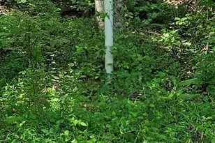 12 Langdon Woods Dr, Dyke, VA 22935 - Photo 54