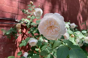 1526 1st St NW, Washington, DC 20001 - Photo 32