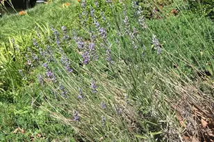 355 Sturtons Ln, Pasadena, MD 21122 - Photo 20