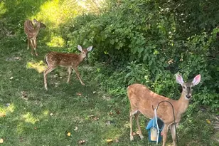 2708 Thornbrook Ct, Odenton, MD 21113 - Photo 56