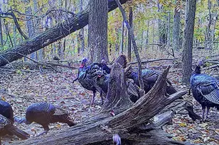 12401 Amherst Ave NE, Cumberland, MD 21502 - Photo 20