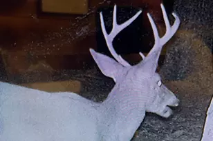 12401 Amherst Ave NE, Cumberland, MD 21502 - Photo 18