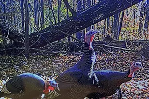 12401 Amherst Ave NE, Cumberland, MD 21502 - Photo 22