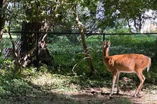 605 Upland Rd, Pikesville, MD 21208 - Photo 30