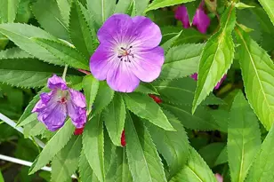 7410 Dakota Ave, Chesapeake Beach, MD 20732 - Photo 66