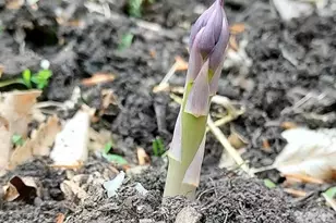 7410 Dakota Ave, Chesapeake Beach, MD 20732 - Photo 52