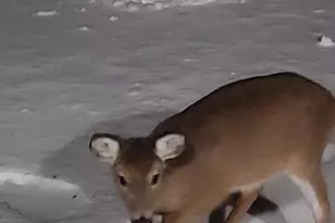 3900 Lewis Ln, Cambridge, MD 21613 - Photo 32