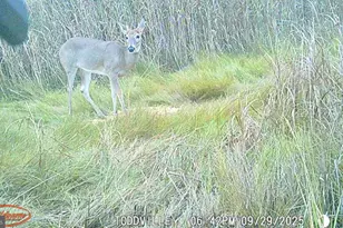 2703 Toddville Rd, Toddville, MD 21672 - Photo 4