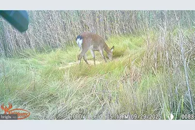 2703 Toddville Road, Toddville, MD 21672 - Photo 6