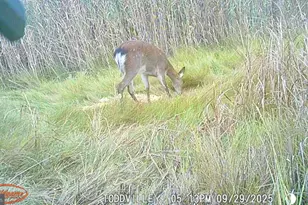 2703 Toddville Rd, Toddville, MD 21672 - Photo 6