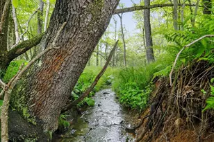 1240 Boy Scout Rd, Oakland, MD 21550 - Photo 132