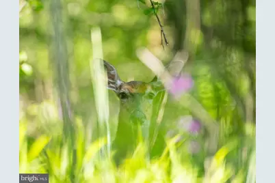 Wes Mountain Trail, Mc Henry, MD 21541 - Photo 20