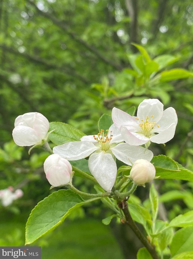 17610 Auburn Village Dr, Sandy Spring MD  20860-1045 exterior