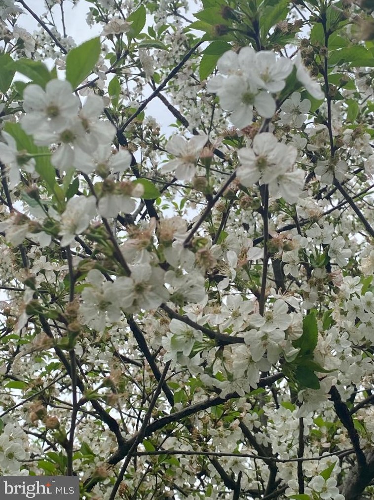 17610 Auburn Village Dr, Sandy Spring MD  20860-1045 exterior