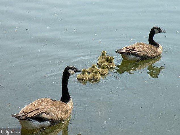 9632 Whetstone Dr, Gaithersburg MD  20886-3113 exterior